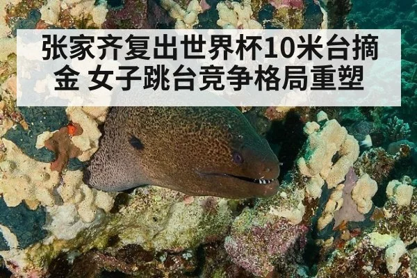 张家齐复出世界杯10米台摘金 女子跳台竞争格局重塑